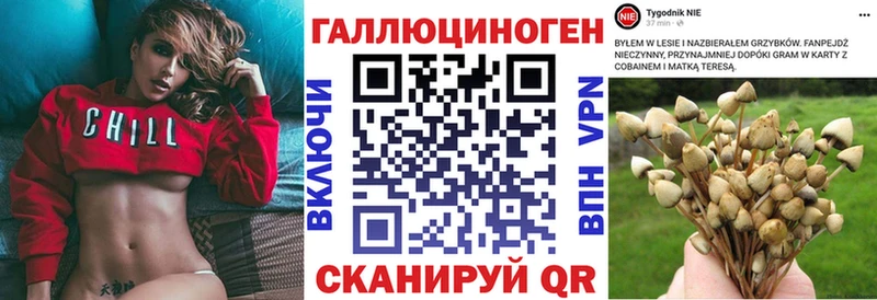 Купить  Торопец  Галлюциногенные грибы Psilocybine cubensis 